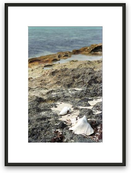 Conch Shells Framed Fine Art Print