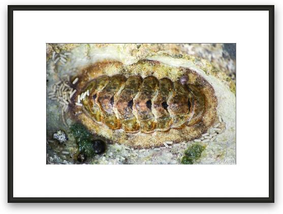 Chiton Mollusk Framed Fine Art Print