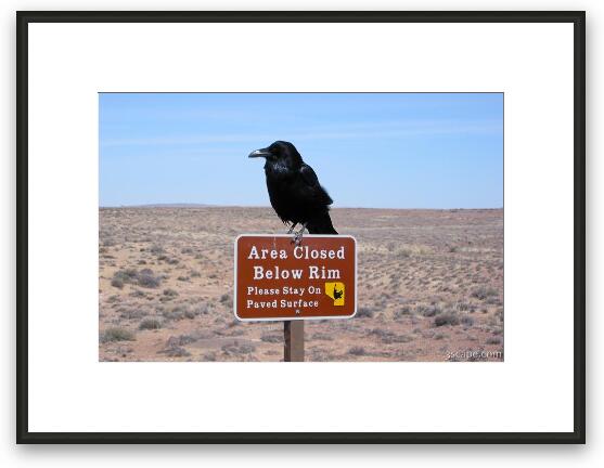Common Northern Raven - Corvus Corax Framed Fine Art Print