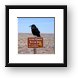 Common Northern Raven - Corvus Corax Framed Print
