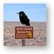 Common Northern Raven - Corvus Corax Metal Print