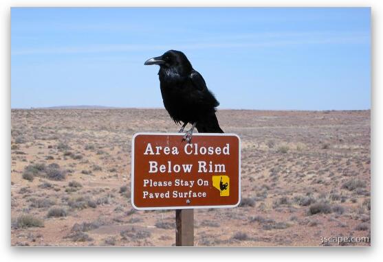 Common Northern Raven - Corvus Corax Fine Art Print