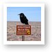 Common Northern Raven - Corvus Corax Art Print