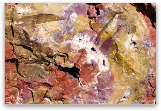 Petrified wood close-up Fine Art Metal Print