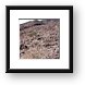 Harsh desert environment Framed Print