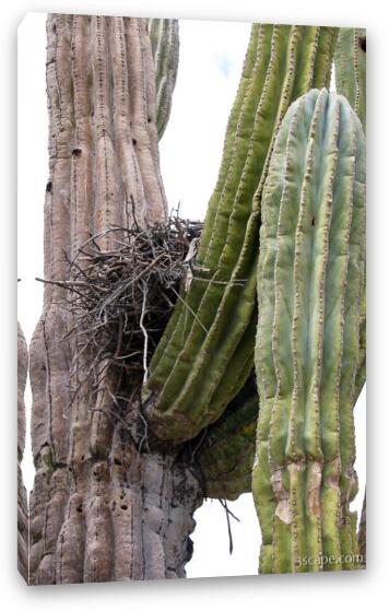 Nest in cactus Fine Art Canvas Print