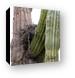 Nest in cactus Canvas Print