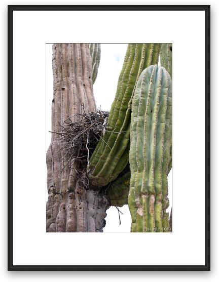 Nest in cactus Framed Fine Art Print