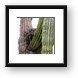 Nest in cactus Framed Print