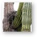 Nest in cactus Metal Print