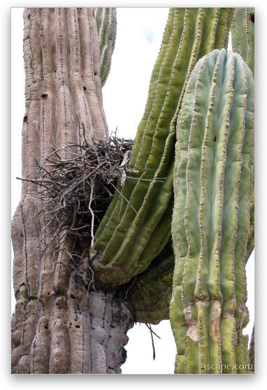Nest in cactus Fine Art Print