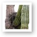 Nest in cactus Art Print