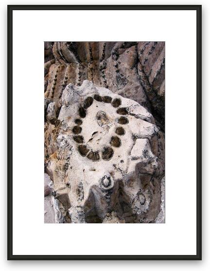 What a cactus looks on the inside Framed Fine Art Print