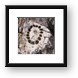 What a cactus looks on the inside Framed Print