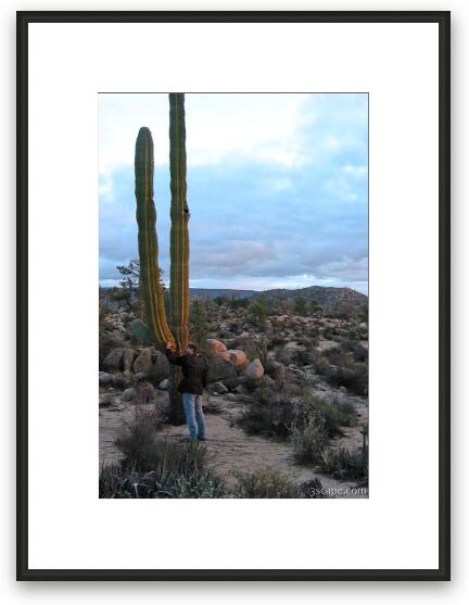 Falke checking out a cactus Framed Fine Art Print