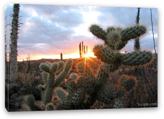 Sunset and cactus Fine Art Canvas Print