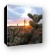 Sunset and cactus Canvas Print