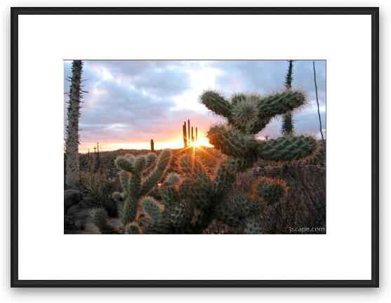 Sunset and cactus Framed Fine Art Print