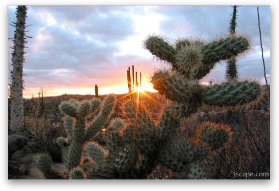 Sunset and cactus Fine Art Metal Print