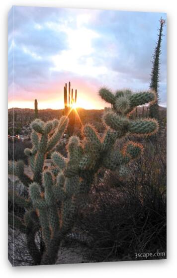Sunset and cactus (another view) Fine Art Canvas Print