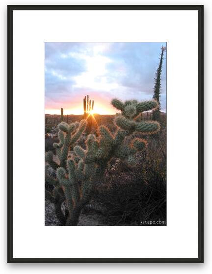 Sunset and cactus (another view) Framed Fine Art Print