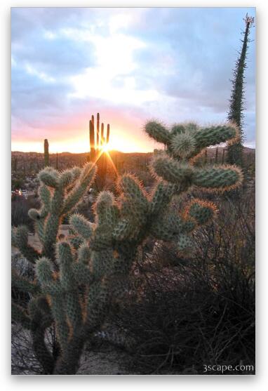 Sunset and cactus (another view) Fine Art Metal Print