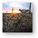 Sunset and cactus (another view) Metal Print