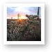 Sunset and cactus (another view) Art Print