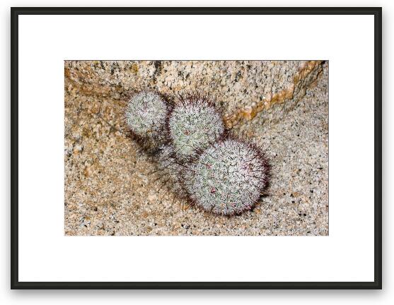 Cactus Framed Fine Art Print