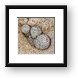 Cactus Framed Print