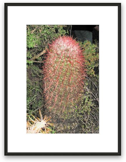 Cactus Framed Fine Art Print