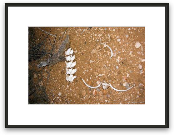 Bones in the desert Framed Fine Art Print