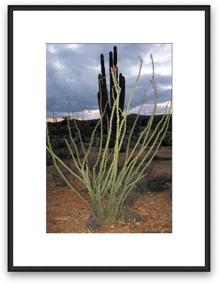 Desert plant life Framed Fine Art Print
