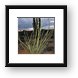 Desert plant life Framed Print