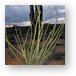 Desert plant life Metal Print