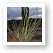 Desert plant life Art Print