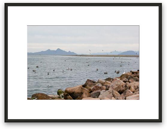 Birds on the Sea of Cortez Framed Fine Art Print