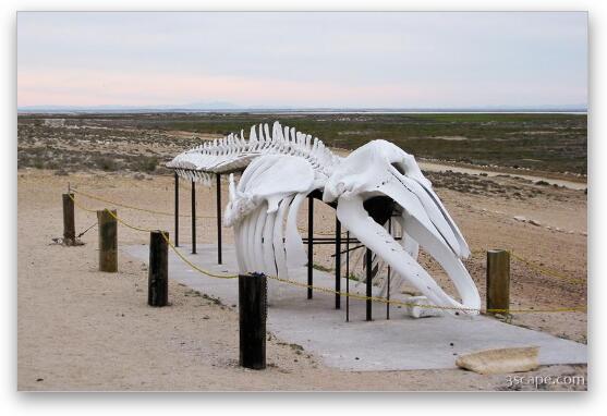 Gray Whale skeleton Fine Art Metal Print