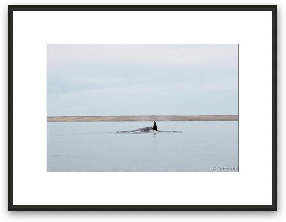 Our first look at a whale Framed Fine Art Print