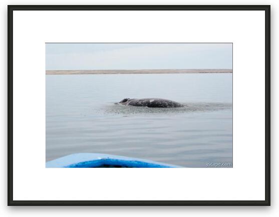 Gray Whale Framed Fine Art Print
