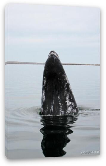 Gray Whale Fine Art Canvas Print