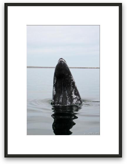 Gray Whale Framed Fine Art Print