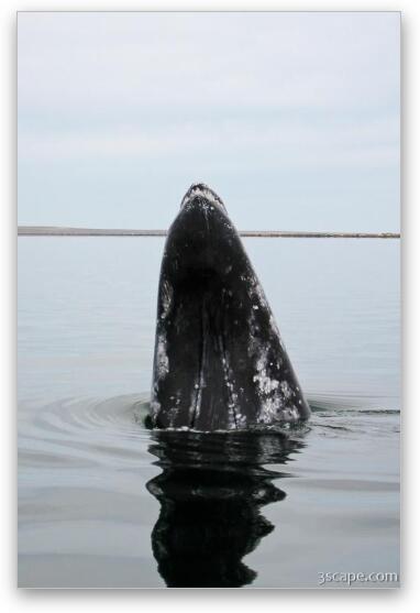 Gray Whale Fine Art Metal Print