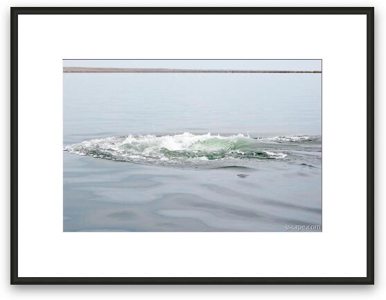 Gray Whale sloshing back in the water Framed Fine Art Print