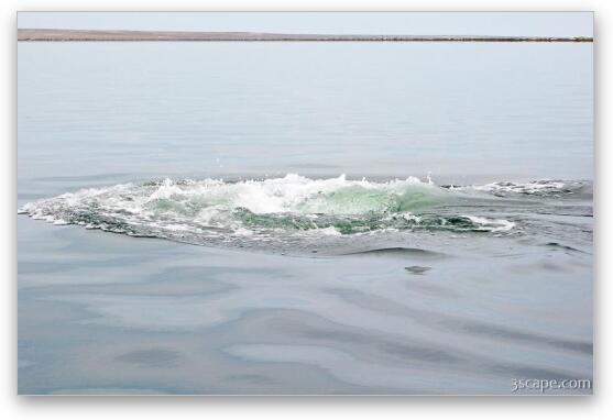 Gray Whale sloshing back in the water Fine Art Metal Print