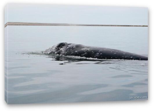 Gray Whale Fine Art Canvas Print