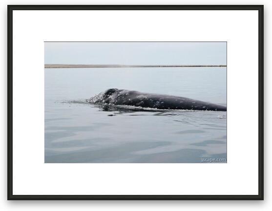 Gray Whale Framed Fine Art Print