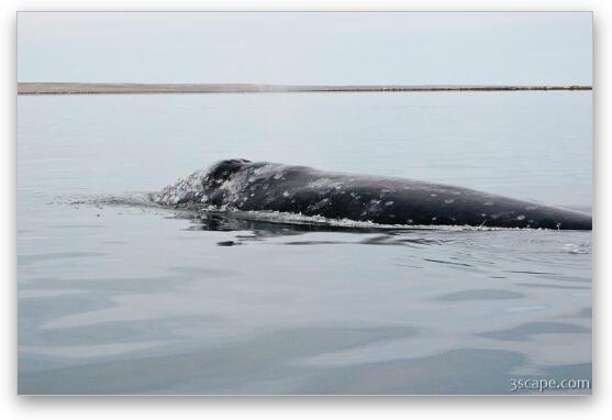 Gray Whale Fine Art Metal Print