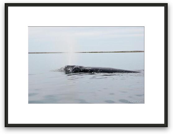 Gray Whale spraying Framed Fine Art Print