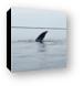 Gray Whale fin Canvas Print